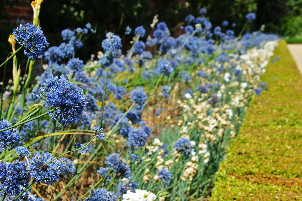 Allium 'azureum' - View 12 from www redcrocus com