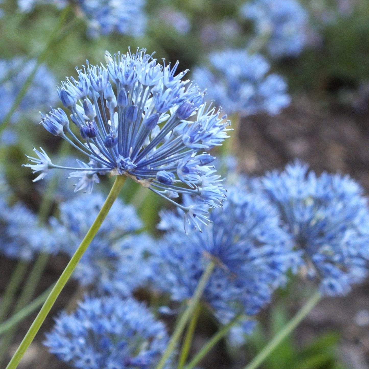 Allium 'azureum' - View 14 from www redcrocus com