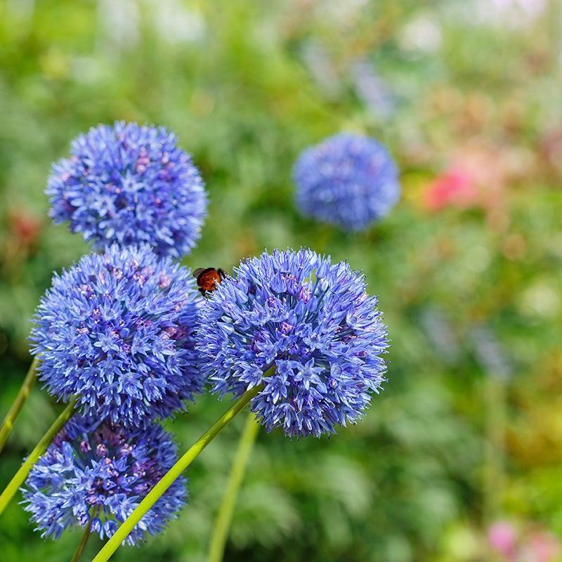 Allium 'azureum' - View 16 from www redcrocus com