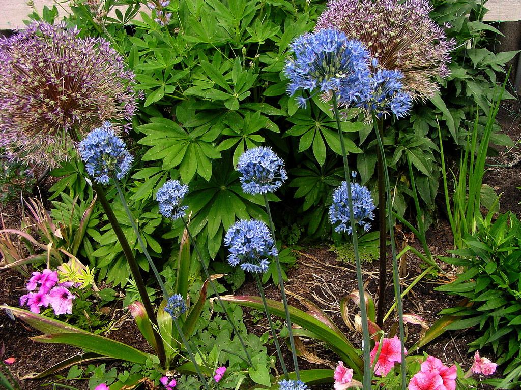 Allium 'azureum' - View 18 from www redcrocus com