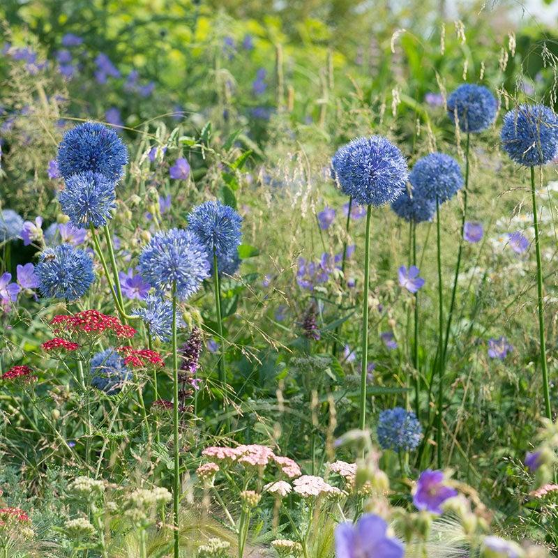 Allium 'azureum' - View 21 from www redcrocus com