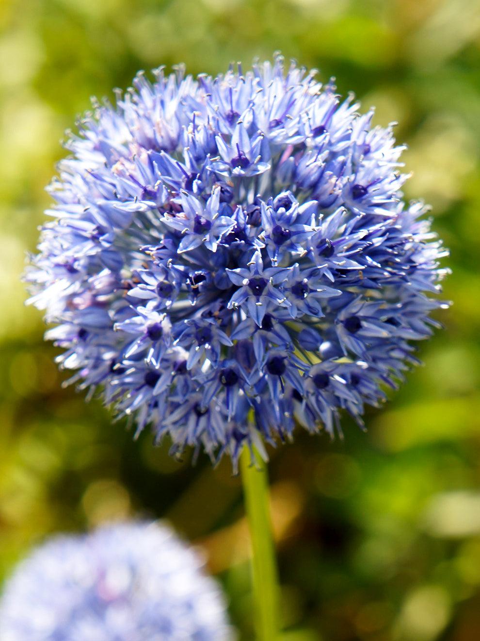 Allium 'azureum' - View 2 from www redcrocus com