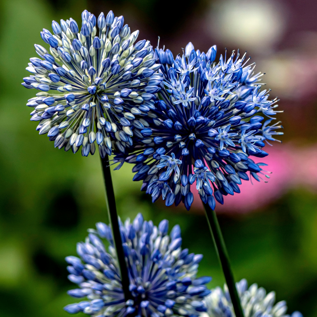 Allium 'azureum' - View 34 from www redcrocus com