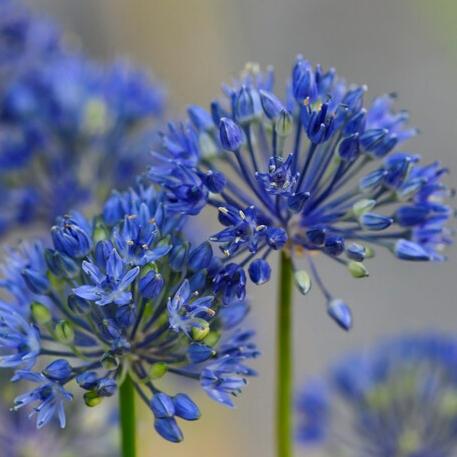 Allium 'azureum' - View 4 from www redcrocus com