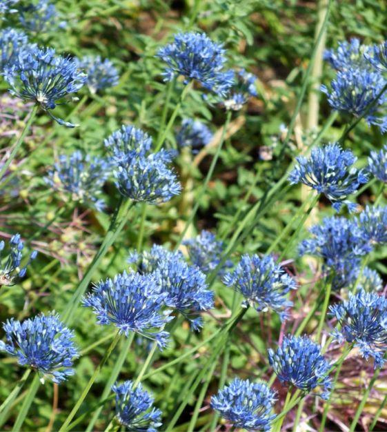 Allium 'azureum' - View 5 from www redcrocus com