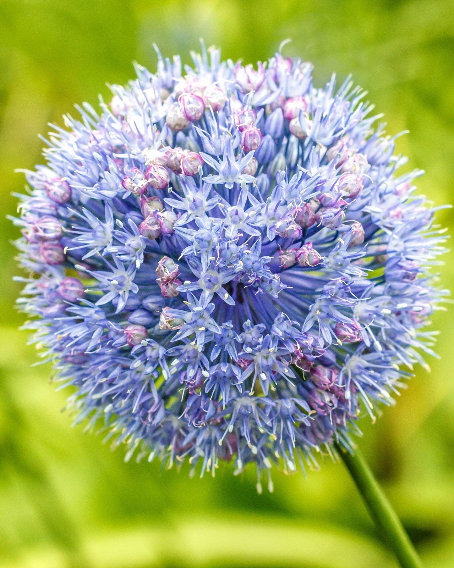Allium 'azureum' - View 9 from www redcrocus com