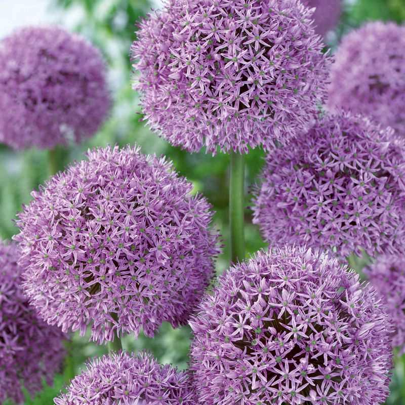 Allium 'gladiator', Lavender Blue - View 13 from www redcrocus com