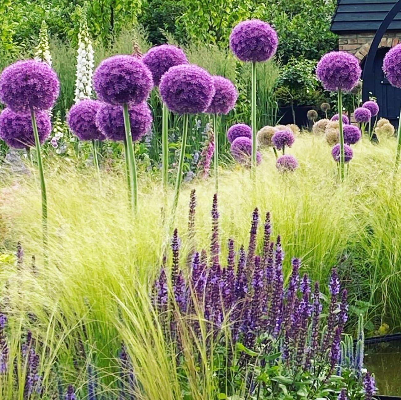 Allium 'gladiator', Lavender Blue - View 14 from www redcrocus com