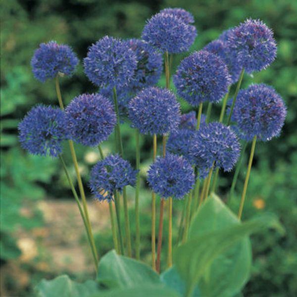 Allium 'gladiator', Lavender Blue - View 19 from www redcrocus com