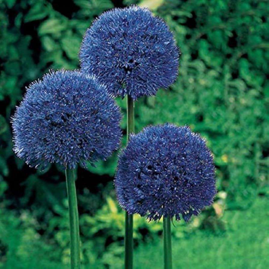 Allium 'gladiator', Lavender Blue - View 20 from www redcrocus com