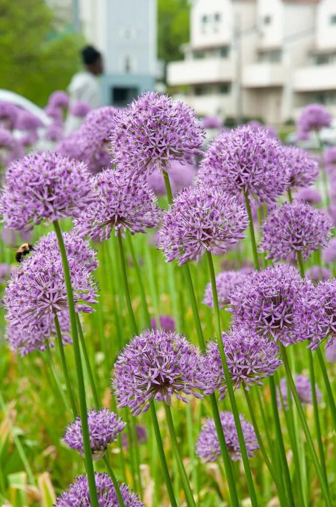 Allium 'gladiator', Lavender Blue - View 23 from www redcrocus com
