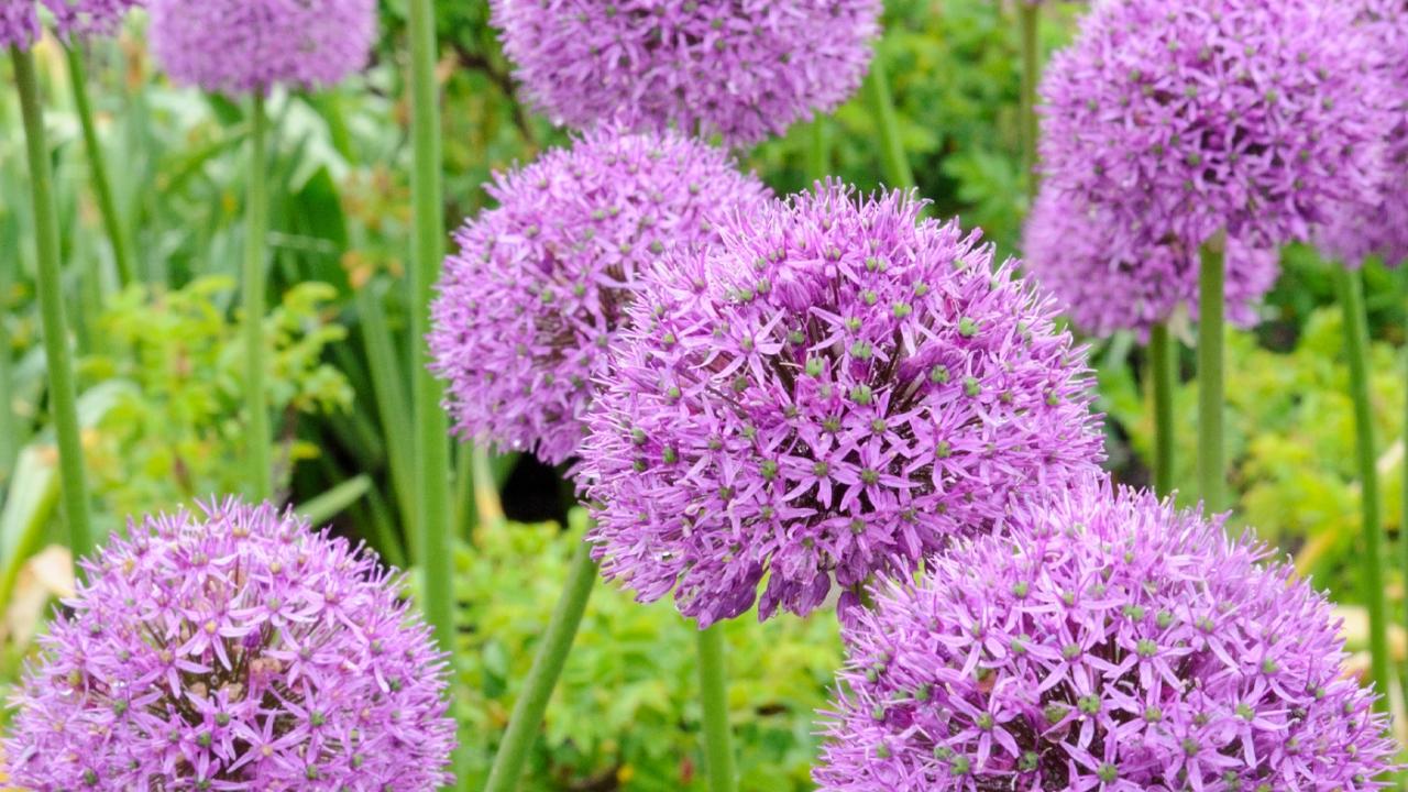 Allium 'gladiator', Lavender Blue - View 24 from www redcrocus com