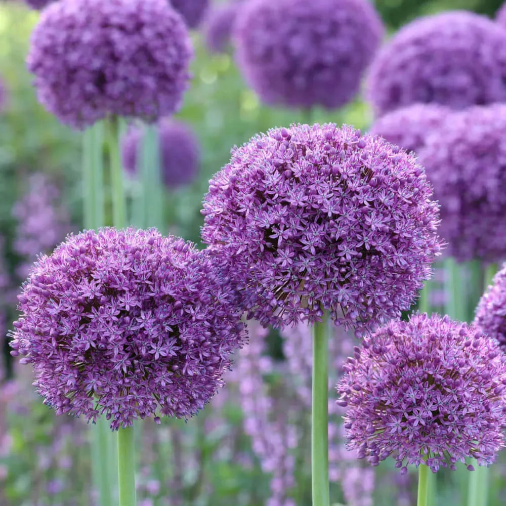 Allium 'gladiator', Lavender Blue - View 25 from www redcrocus com