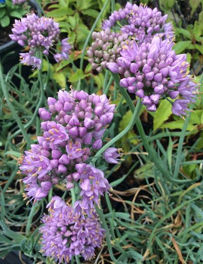 Allium 'gladiator', Lavender Blue - View 26 from www redcrocus com
