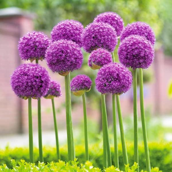 Allium 'gladiator', Lavender Blue - View 27 from www redcrocus com