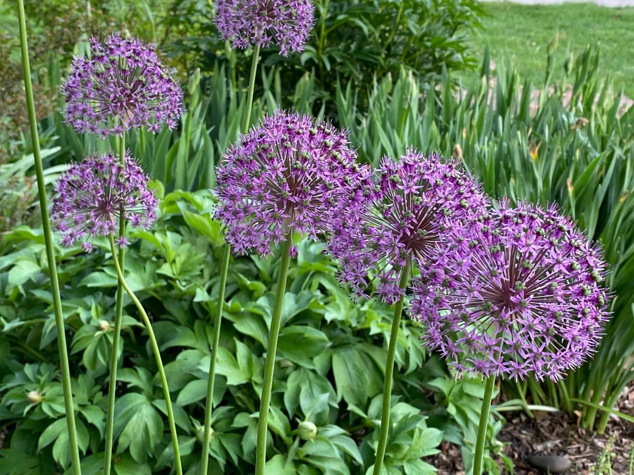 Allium 'gladiator', Lavender Blue - View 29 from www redcrocus com