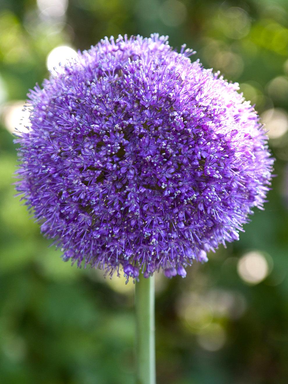Allium 'gladiator', Lavender Blue - View 30 from www redcrocus com