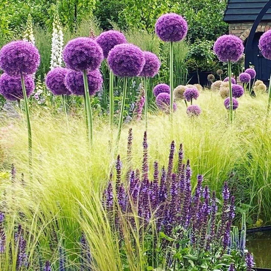 Allium 'gladiator', Lavender Blue - View 4 from www redcrocus com