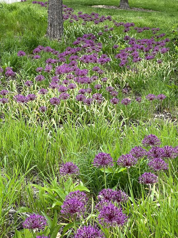 Allium 'gladiator', Lavender Blue - View 5 from www redcrocus com