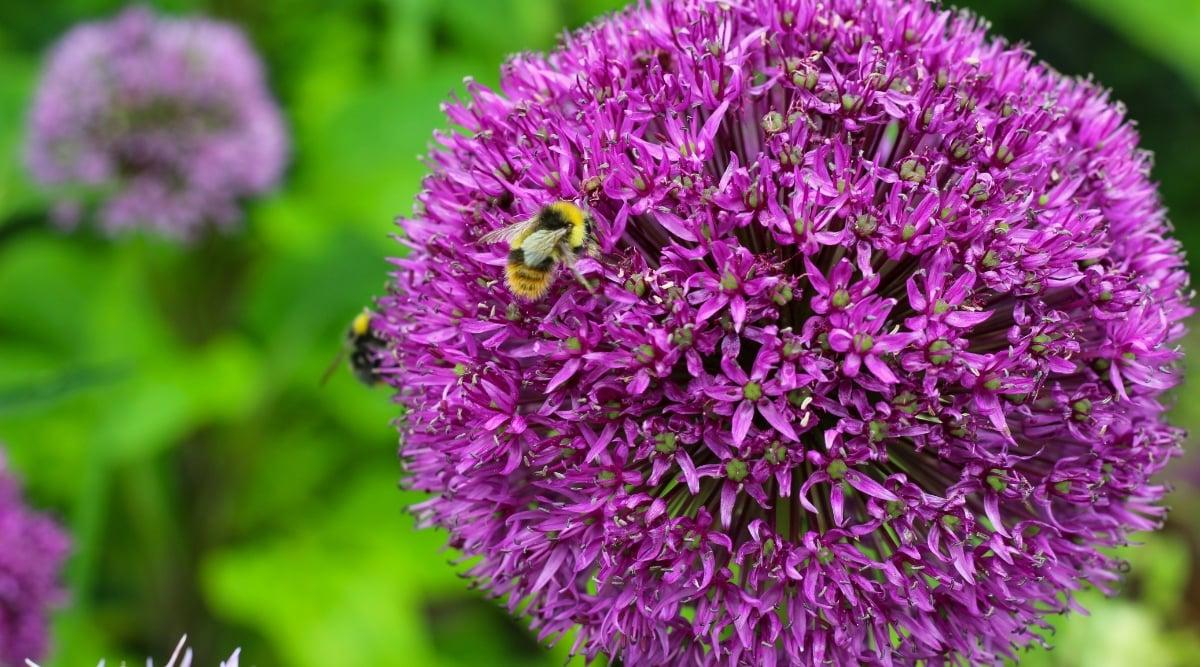 Allium 'gladiator', Lavender Blue - View 7 from www redcrocus com