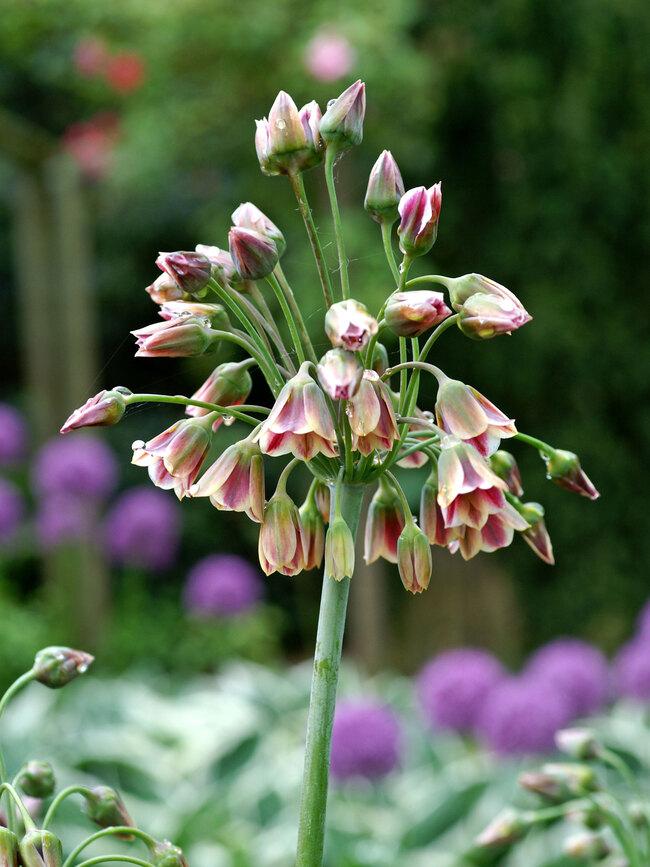 Allium Nectaroscordum, Cream - View 10 from www redcrocus com