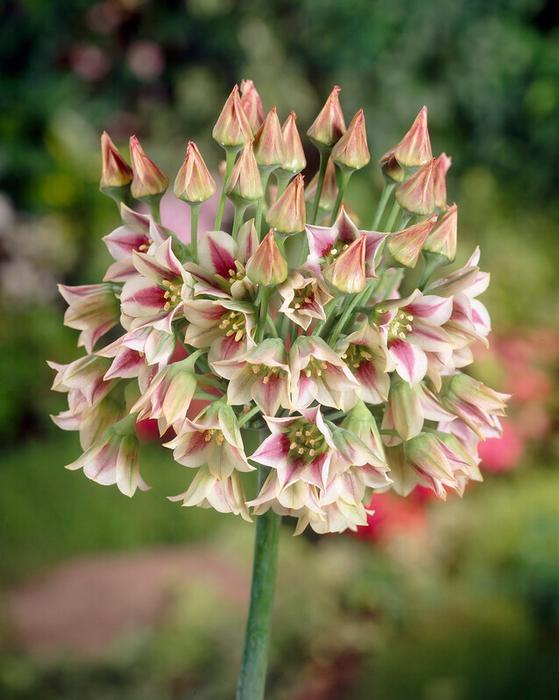 Allium Nectaroscordum, Cream - View 4 from www redcrocus com