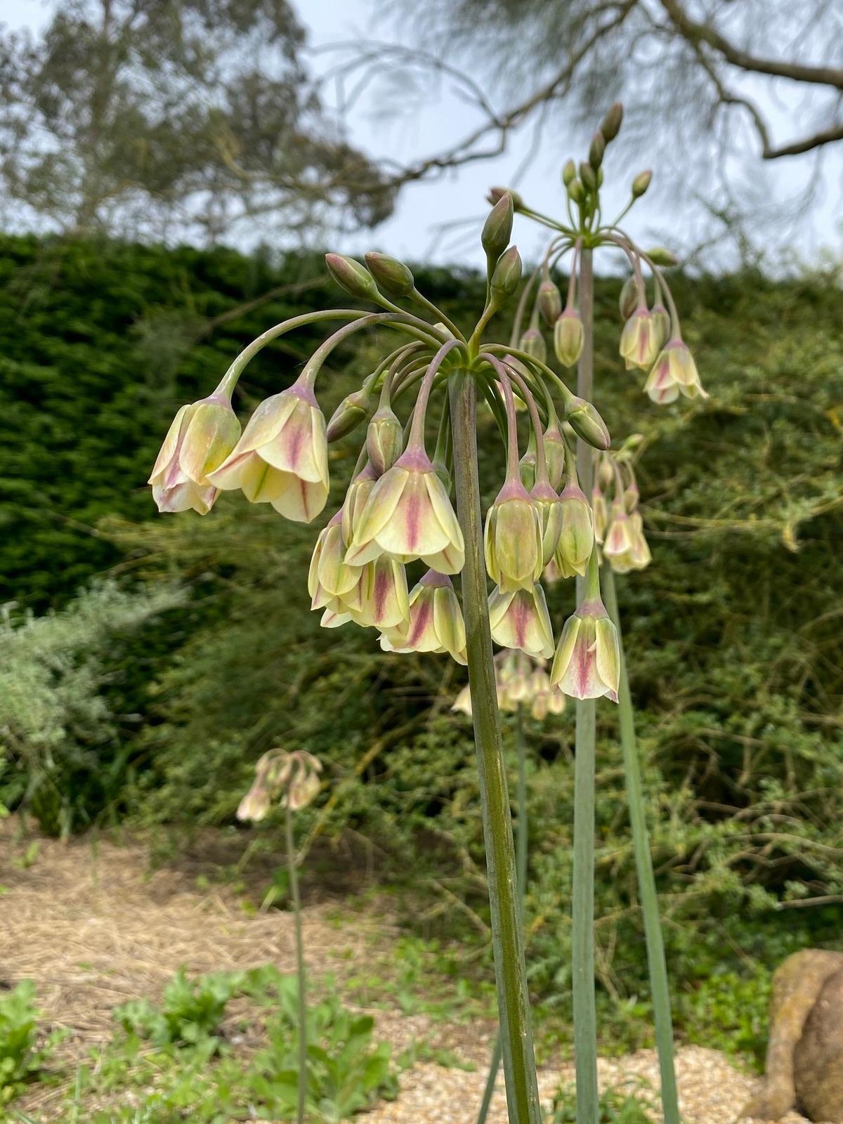 Allium Nectaroscordum, Cream - View 5 from www redcrocus com