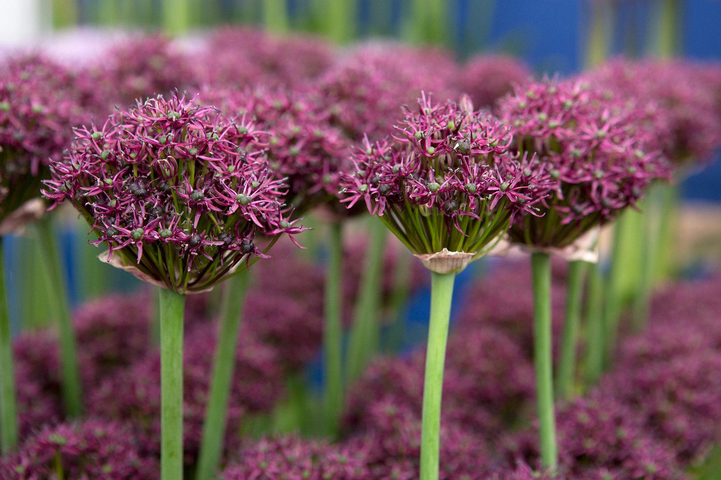 Allium 'atropurpureum' - View 11 from www redcrocus com