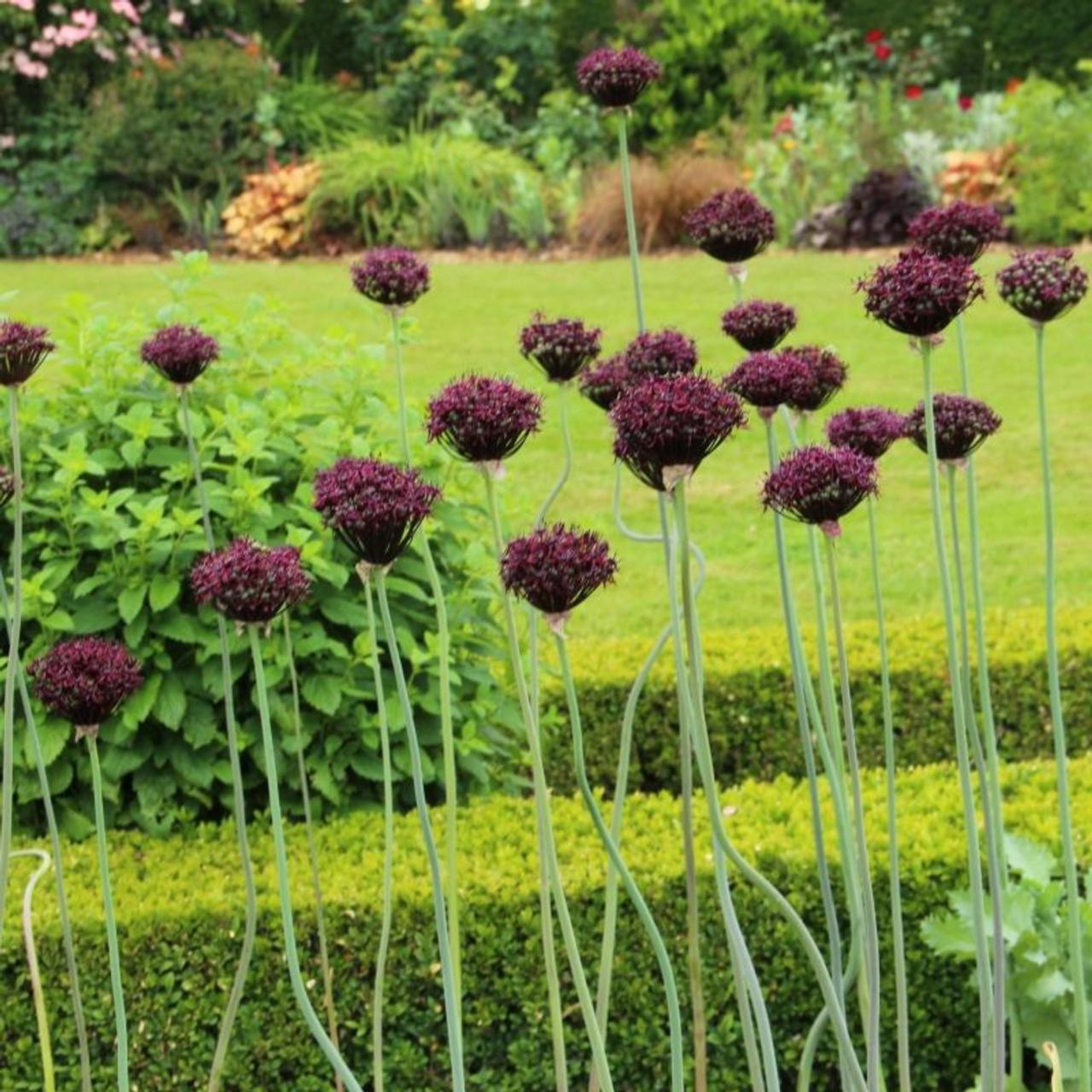 Allium 'atropurpureum' - View 15 from www redcrocus com
