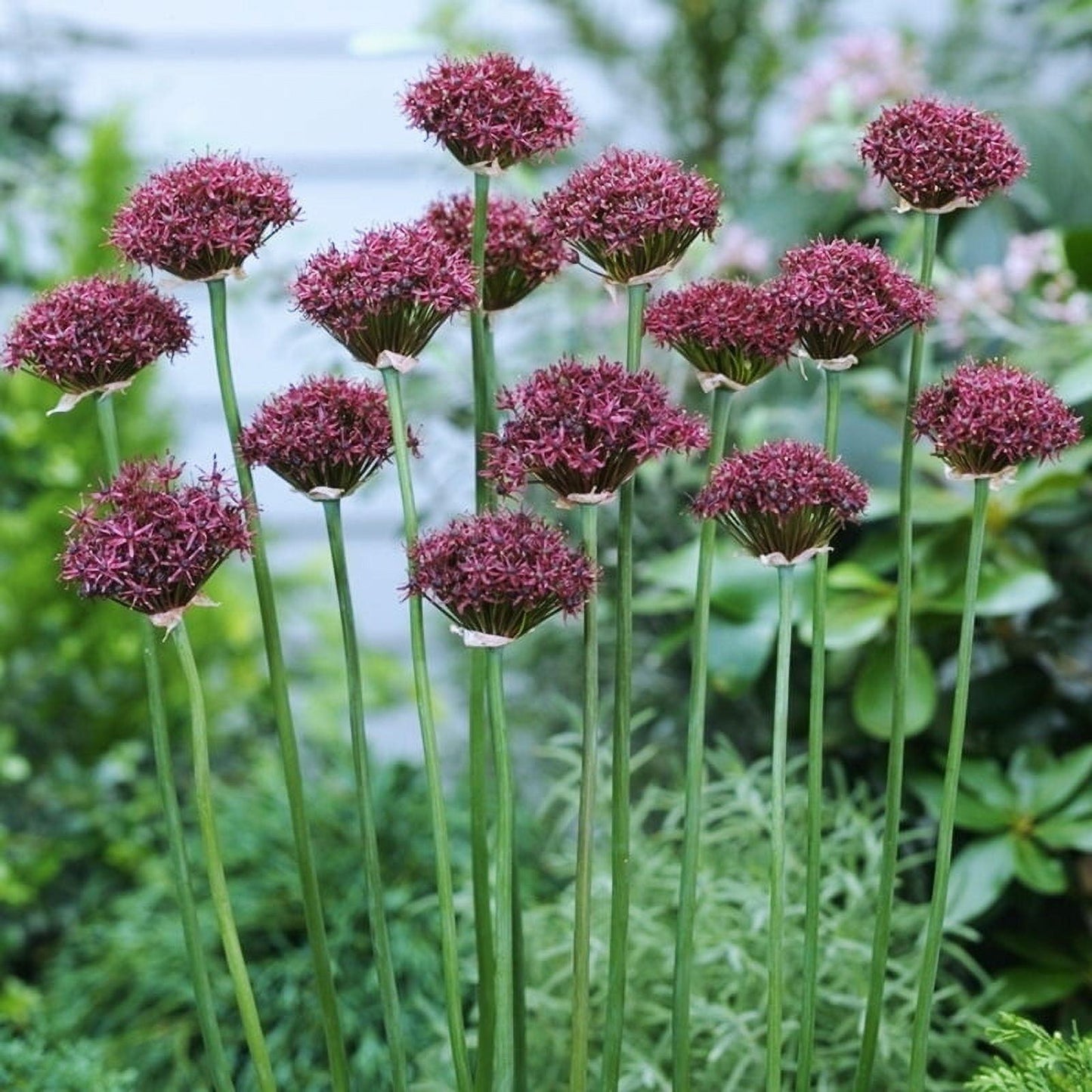 Allium 'atropurpureum' - View 26 from www redcrocus com