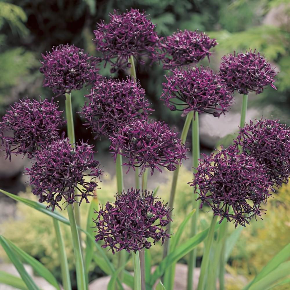 Allium 'atropurpureum' - View 27 from www redcrocus com