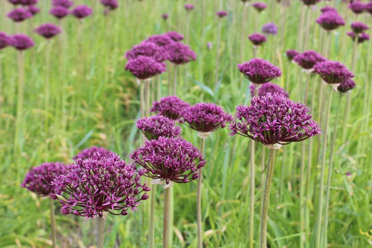 Allium 'atropurpureum' - View 28 from www redcrocus com
