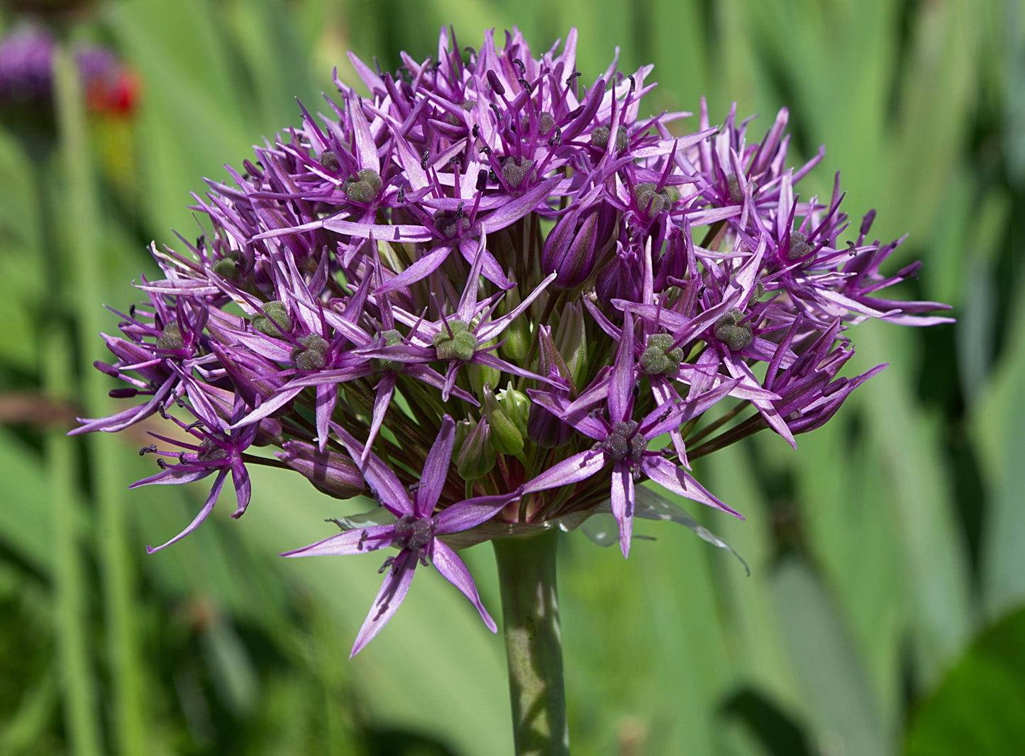 Allium 'atropurpureum' - View 30 from www redcrocus com