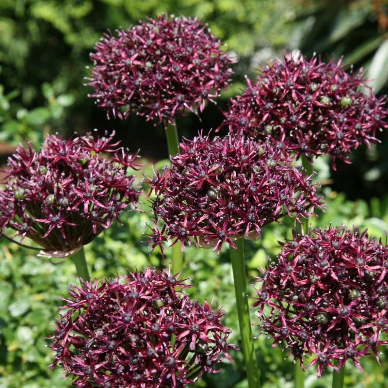 Allium 'atropurpureum' - View 32 from www redcrocus com