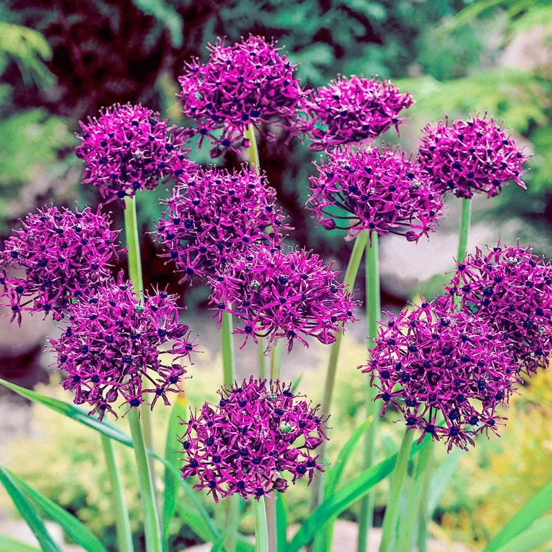 Allium 'atropurpureum' - View 33 from www redcrocus com