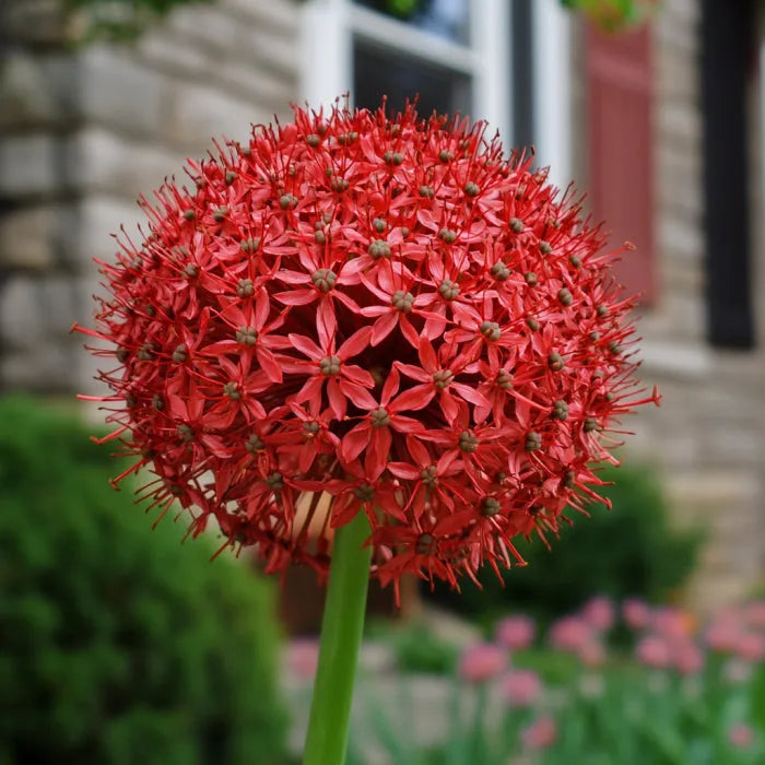 Allium 'atropurpureum' - View 37 from www redcrocus com