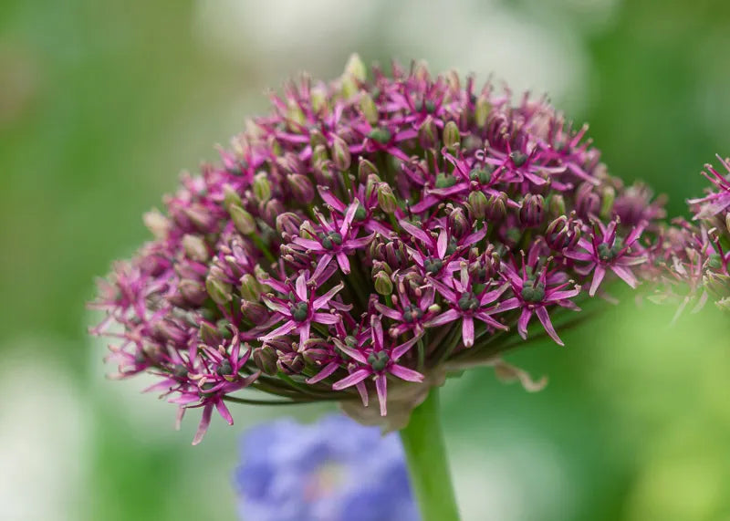 Allium 'atropurpureum' - View 4 from www redcrocus com