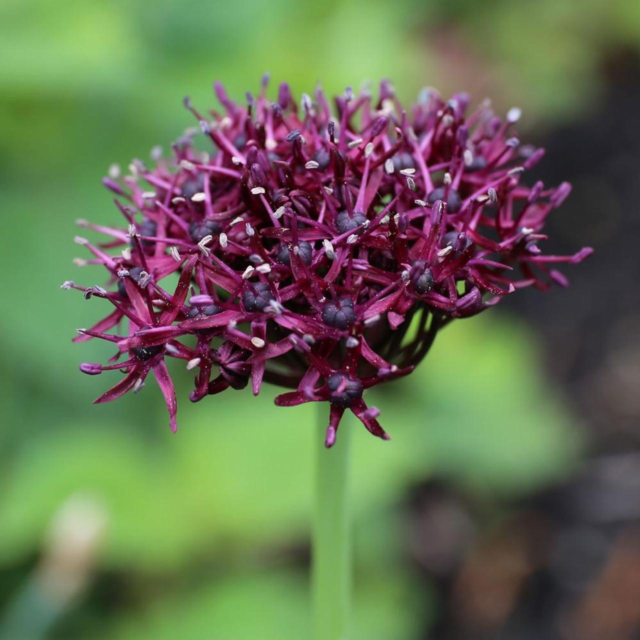 Allium 'atropurpureum' - View 7 from www redcrocus com