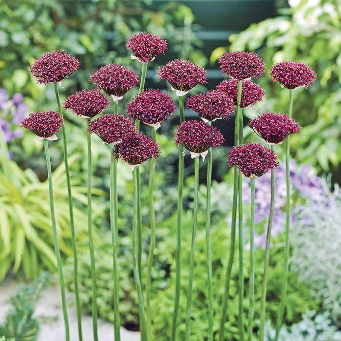 Allium 'atropurpureum' - View 8 from www redcrocus com