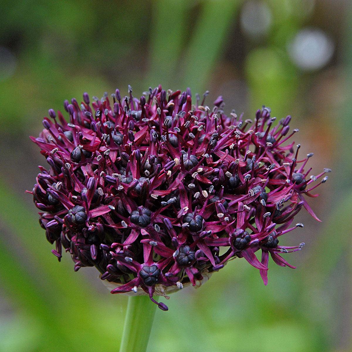 Allium 'atropurpureum' - View 9 from www redcrocus com