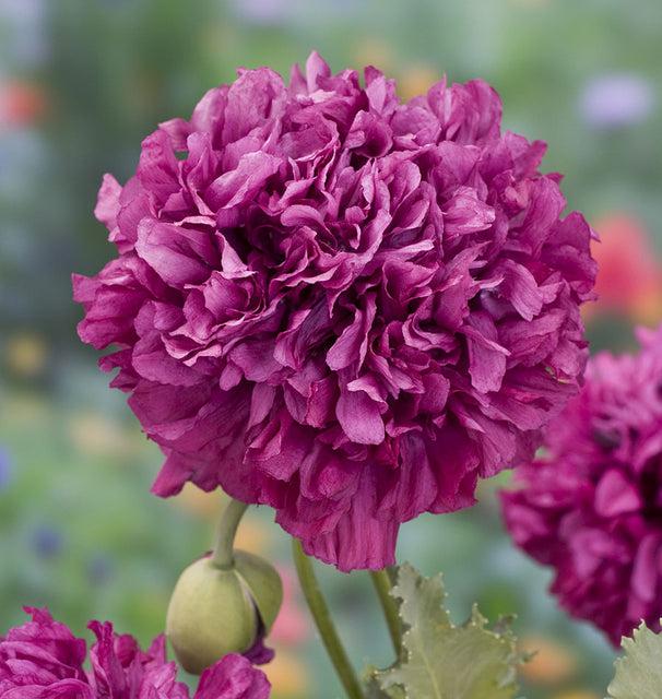 Allium 'ambassador', Tightly Packed Purple Florets - View 11 from www redcrocus com