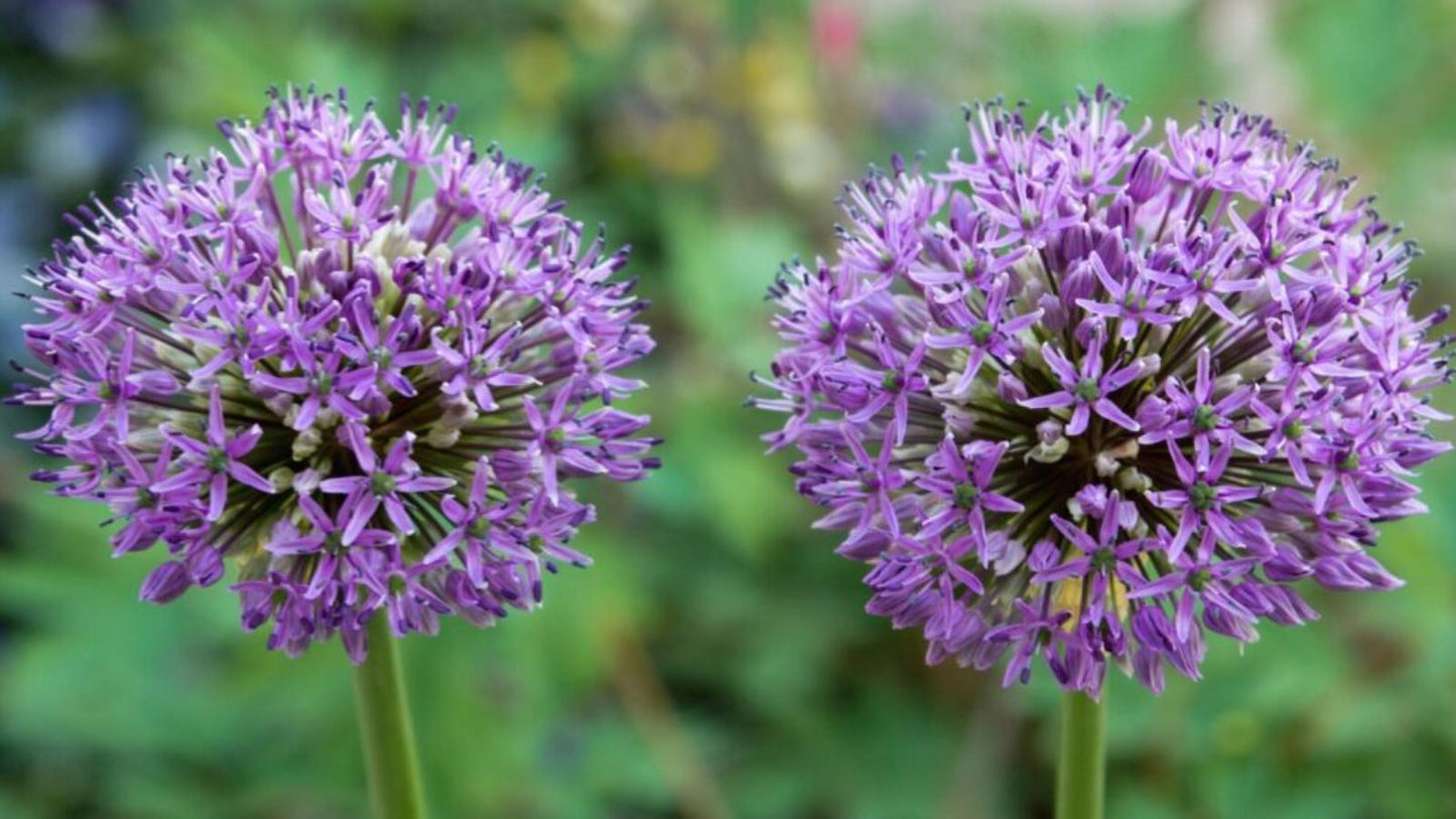 Allium 'ambassador', Tightly Packed Purple Florets - View 12 from www redcrocus com