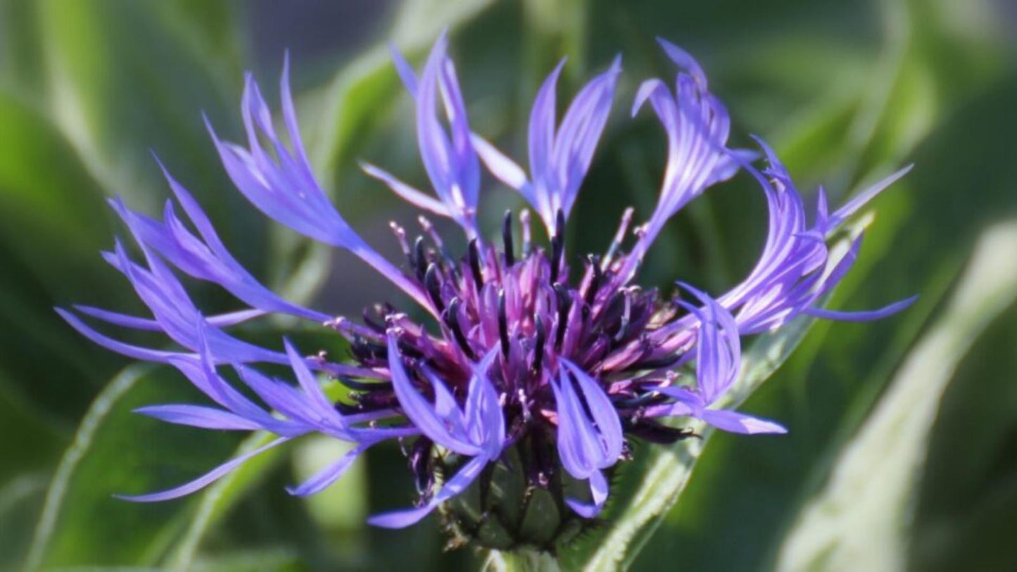 Allium 'ambassador', Tightly Packed Purple Florets - View 16 from www redcrocus com