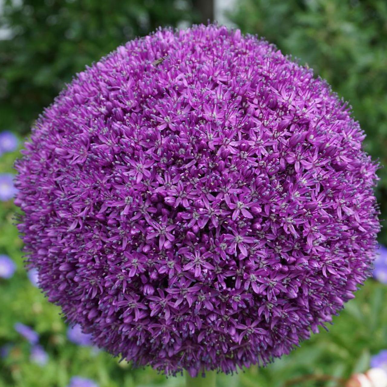 Allium 'ambassador', Tightly Packed Purple Florets - View 19 from www redcrocus com
