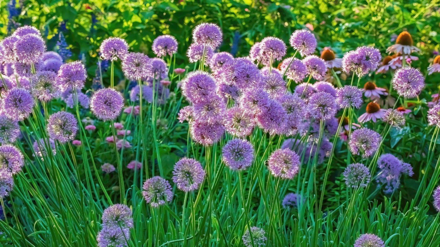 Allium 'ambassador', Tightly Packed Purple Florets - View 20 from www redcrocus com