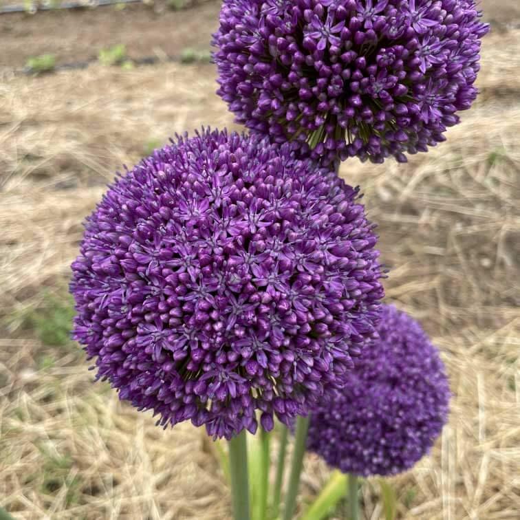 Allium 'ambassador', Tightly Packed Purple Florets - View 21 from www redcrocus com