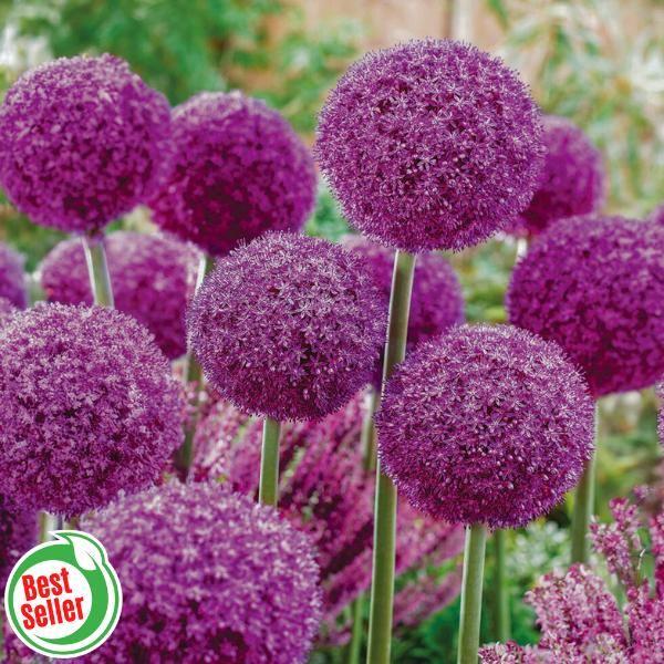 Allium 'ambassador', Tightly Packed Purple Florets - View 23 from www redcrocus com