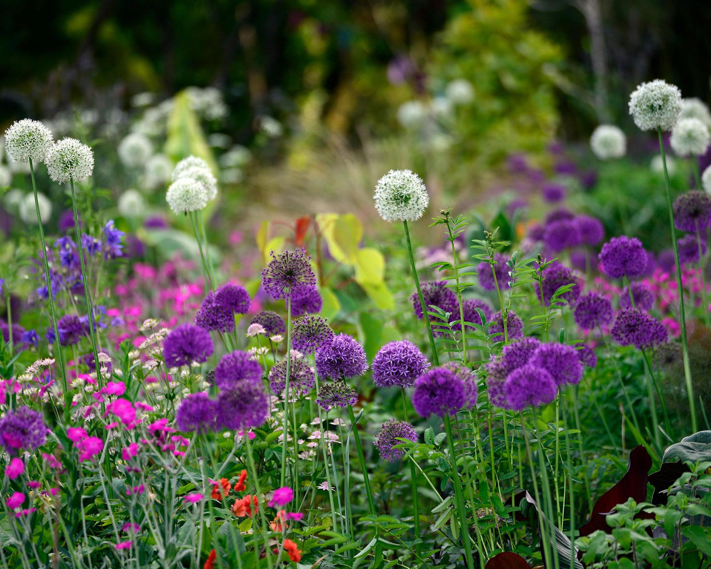 Allium 'ambassador', Tightly Packed Purple Florets - View 27 from www redcrocus com