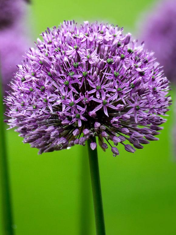Allium 'ambassador', Tightly Packed Purple Florets - View 29 from www redcrocus com