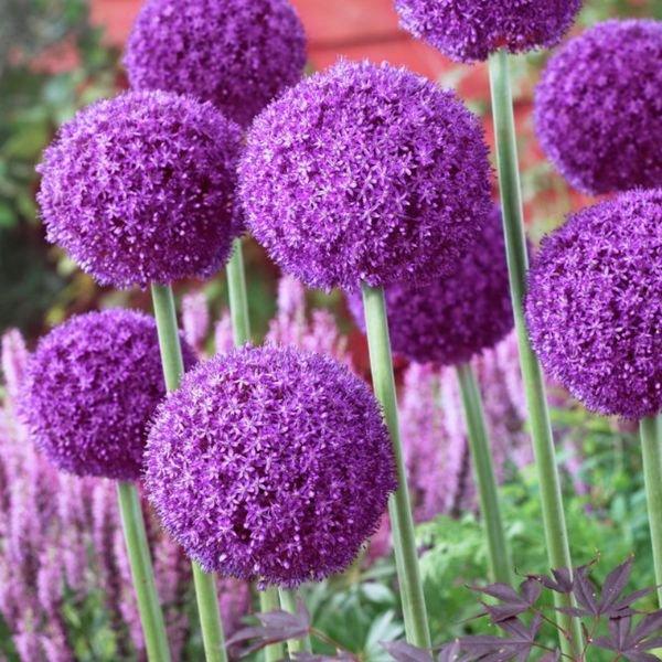 Allium 'ambassador', Tightly Packed Purple Florets - View 7 from www redcrocus com